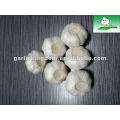 5.5cm pure white garlic from JBK